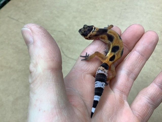 Gecko Leopard Tangerine pos Blood