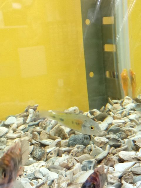 Assorted Aulonocara African Cichlids