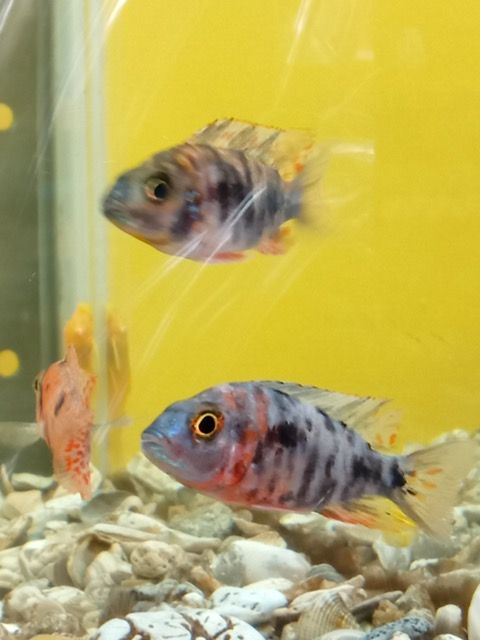 African Cichlid Peacock 5 colors
