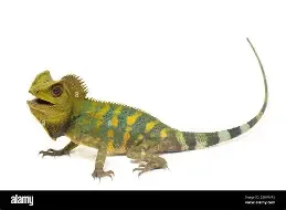 Chameleon forest dragon #3