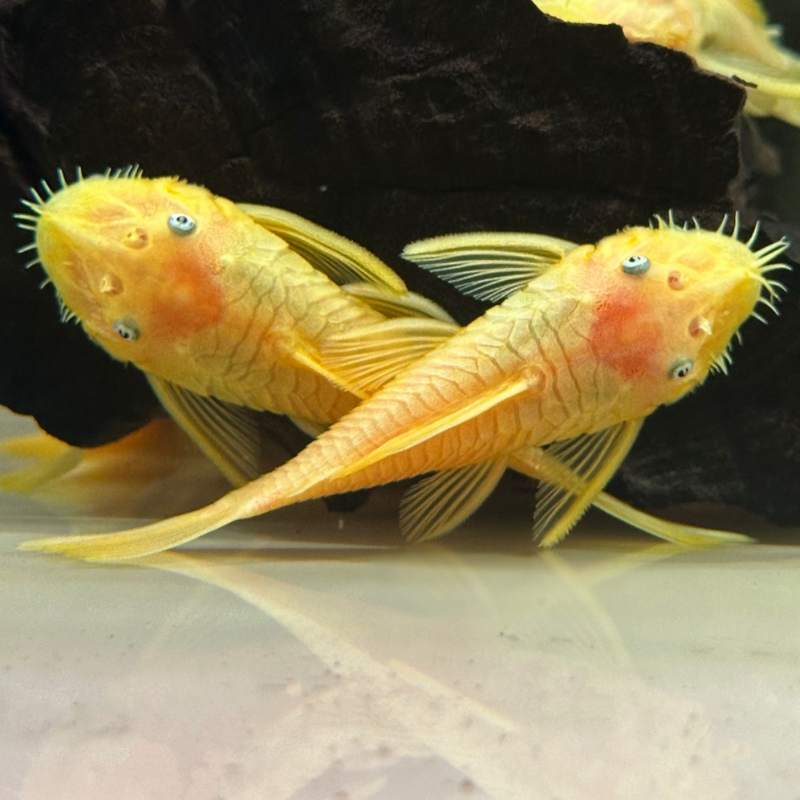 Albino Bristlenose Pleco