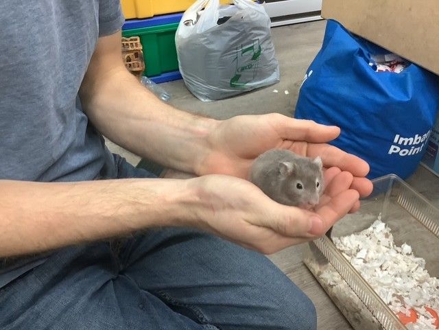 Syrian Hamster #2 Female Syrian Hamster #2 Female