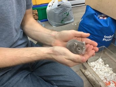 Syrian Hamster #2 Female Syrian Hamster #2 Female