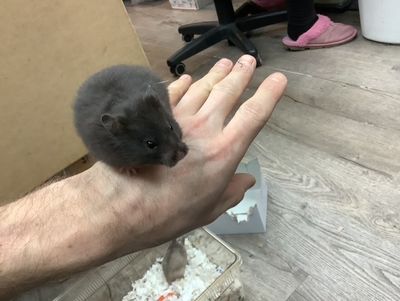 Syrian Hamster #1 Male Syrian Hamster #1 Male