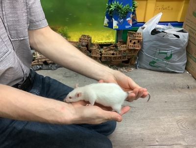 Fantasy Rat #1 (From our breeding) Fantasy Rat #1 (From our breeding)