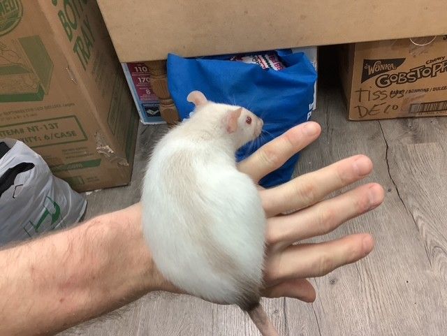 Fantasy Rat #2 (From our breeding) Fantasy Rat #2 (From our breeding)