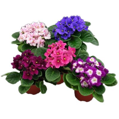 African violet Various colors African violet Various colors
