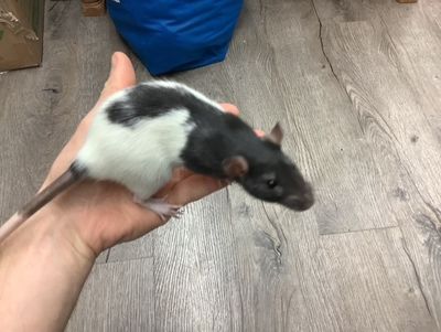 Fantasy Rat #3 (From our breeding) Fantasy Rat #3 (From our breeding)