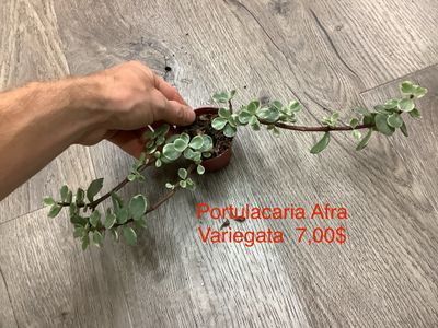 Portulacaria Afra Variegata