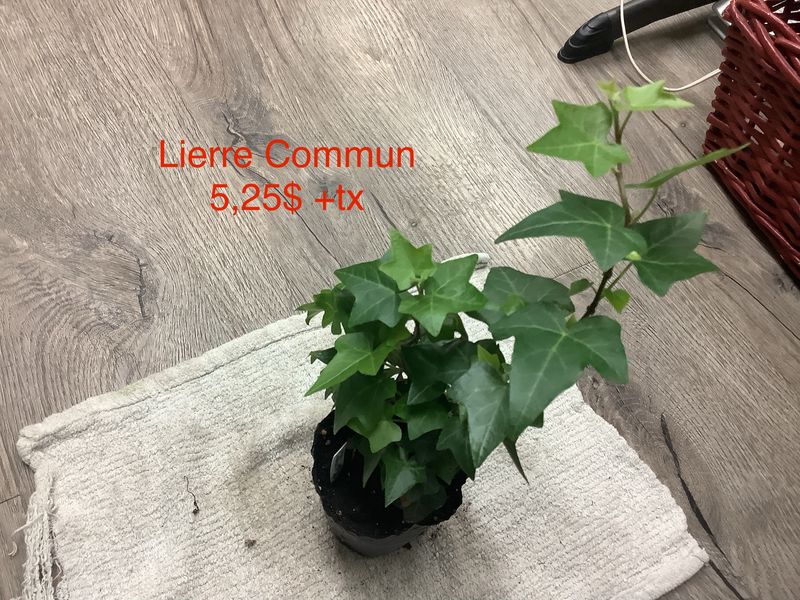 Lierre Hélix Commun