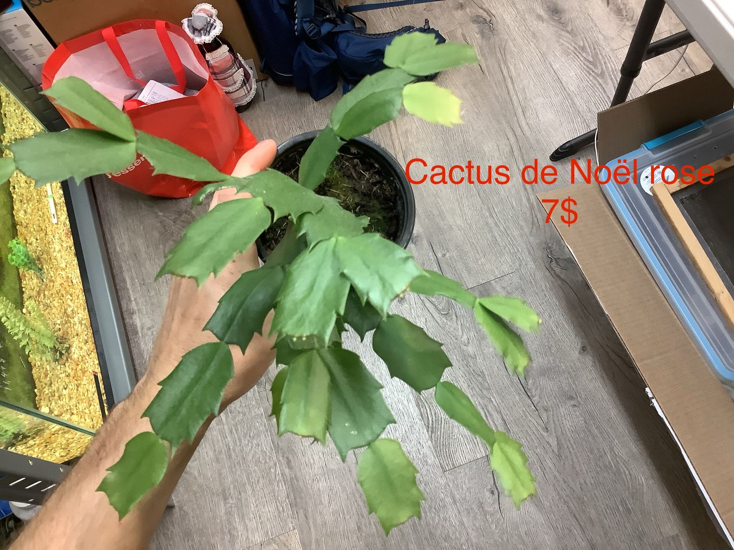Cactus de noël rose