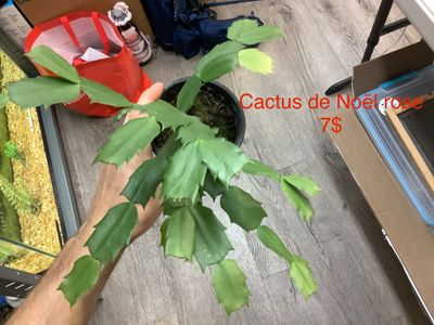 Cactus de noël rose