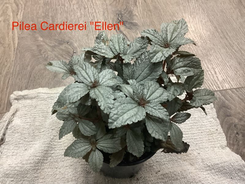 Pilea Carierei Ellen