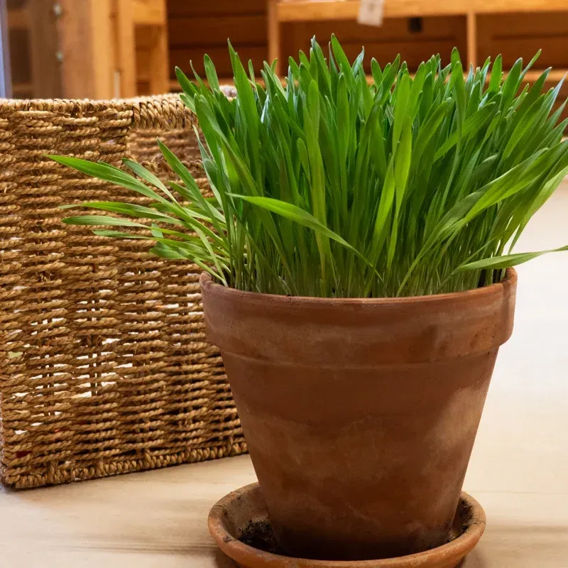 Kit de semis Herbe aux chat / Catnip seedling kit.