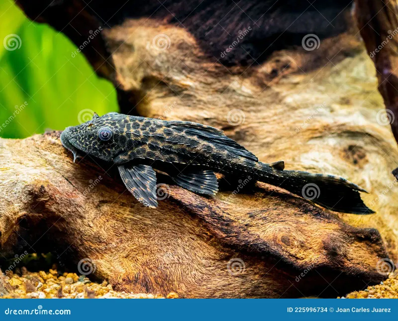Common Pleco Medium (Hypostomus plecostomus)