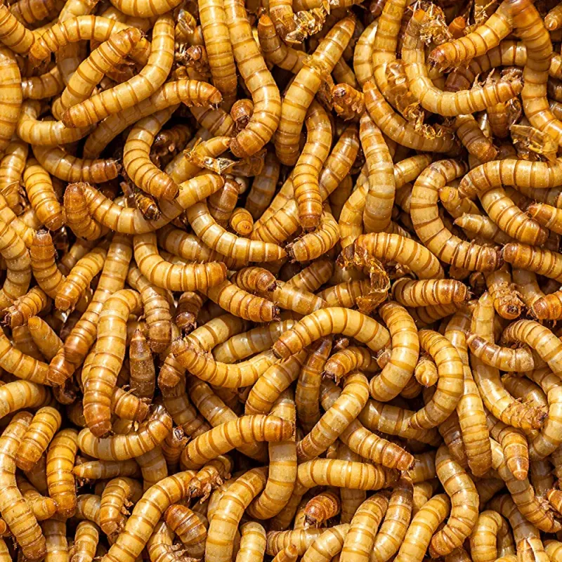 Vers de farine / Mealworms
