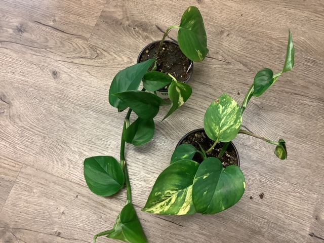 Pothos Golden