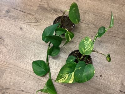 Pothos Golden
