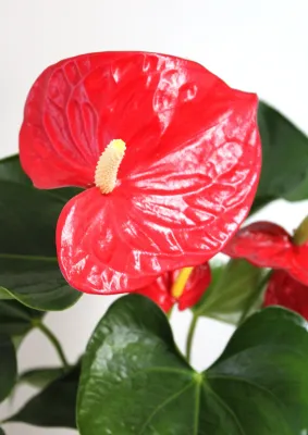 Anthurium à fleurs rouges / Red-flowered Anthurium