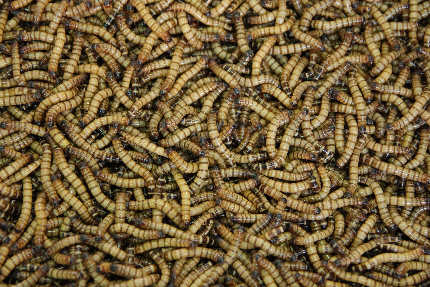 Vers de farine géants / Giant mealworms