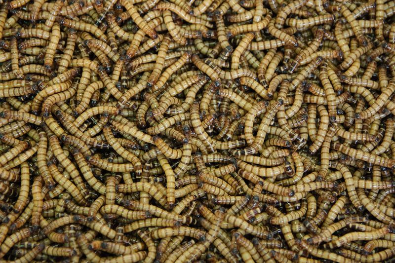 Vers de farine géants / Giant mealworms