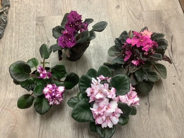 African violet Colors of choice
