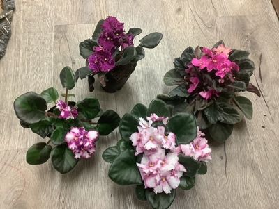 African violet Colors of choice