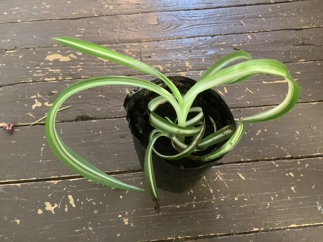 Araignée frisée / Curly spider.