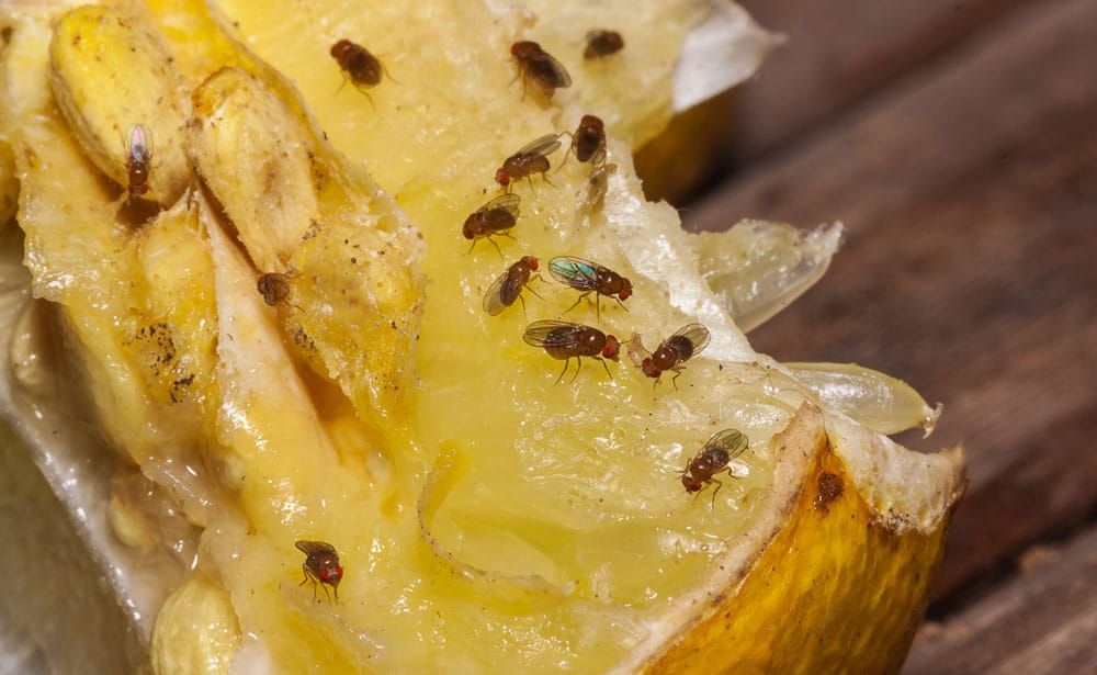Culture de Mouches à fruits