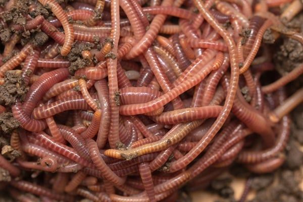 Vers de terre / Earthworms