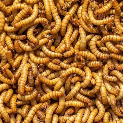 Vers de farine / Mealworms