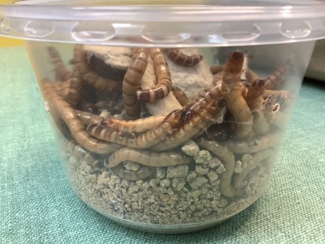 Superver / Superworm