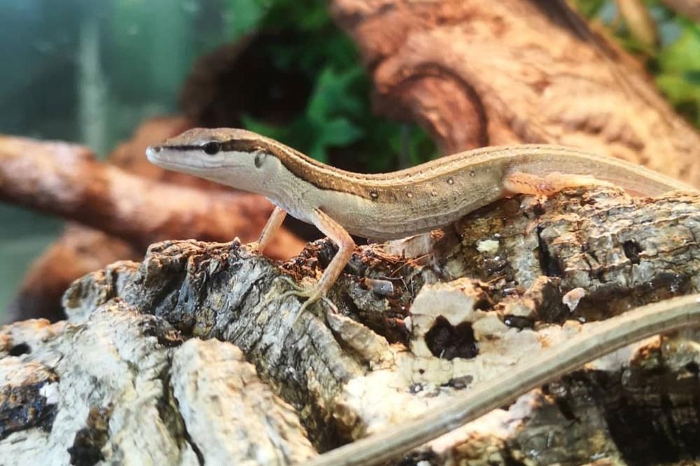 Long-tailed lizard (On Preorder)