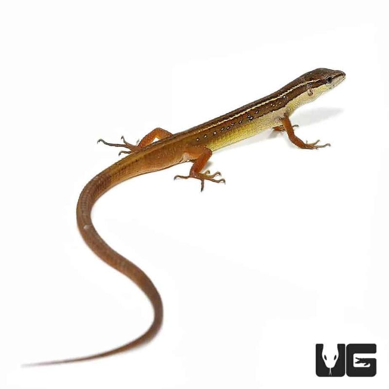 Long-tailed lizard (On Preorder)