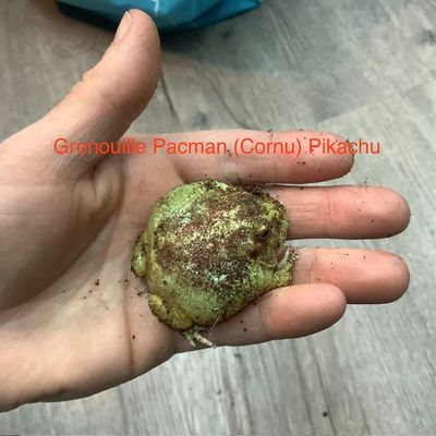 Horned Frog Pacman Pikachu