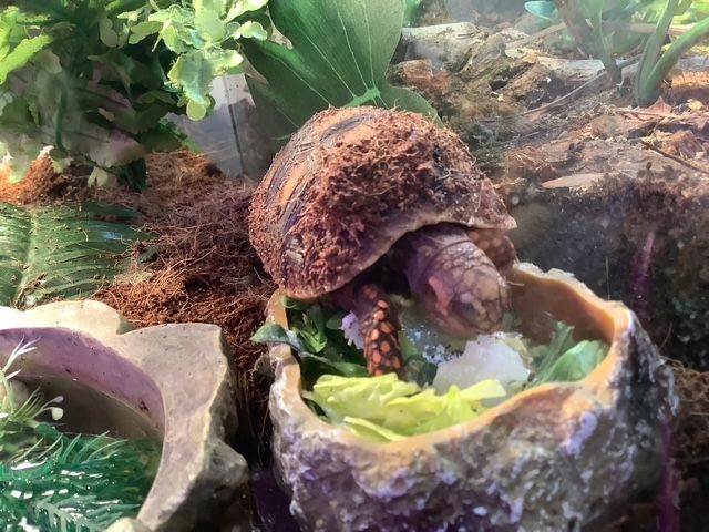 Tortue Charbonnière à pattes rouges bébé / Baby red-legged hawksbill turtoise