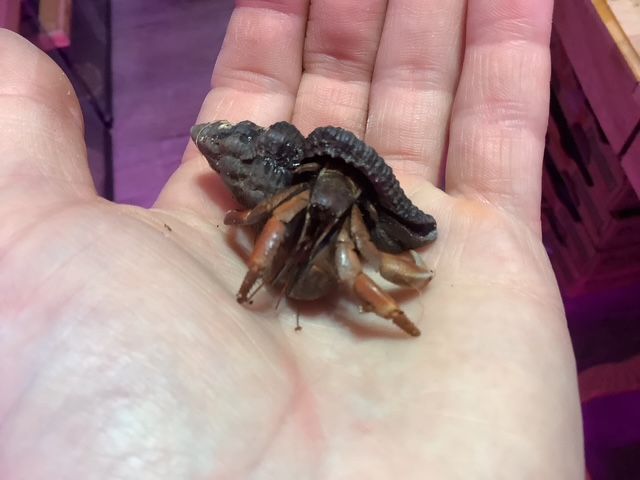 Hermit crab ON ORDER