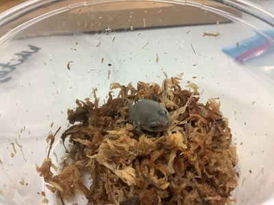 White tree frog Baby (Preorder)