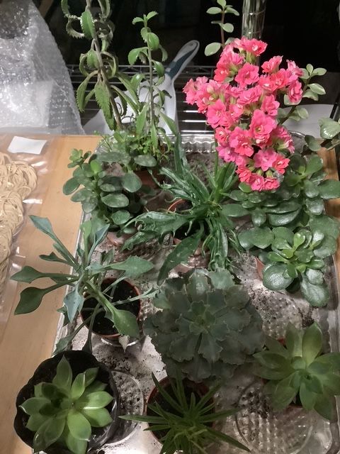 Plante Succulente variée / Varied succulent plant