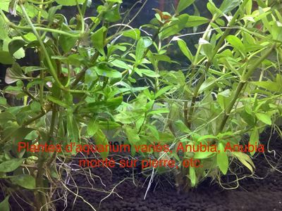 Various aquarium plants