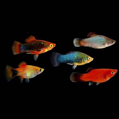 Platy various colors. Platy various colors.