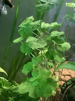 Hydrocotyle Leucocephala