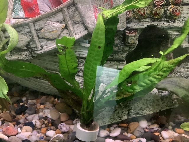Java fern Microsorum pteropus