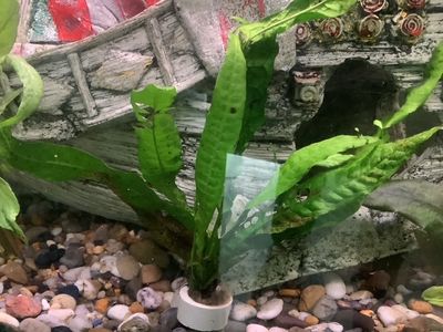 Java fern Microsorum pteropus