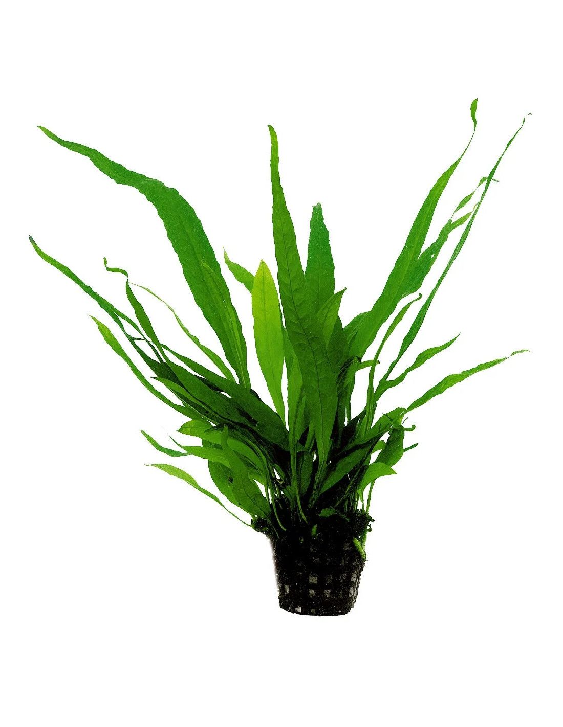 Java fern Microsorum pteropus