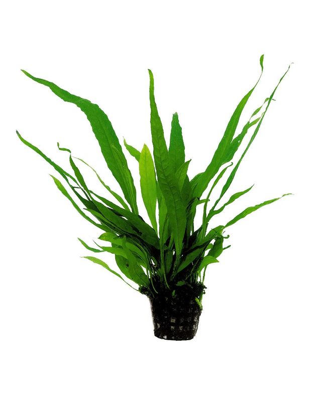 Java fern Microsorum pteropus