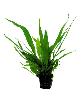 Java fern Microsorum pteropus