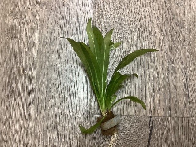 Echinodorus