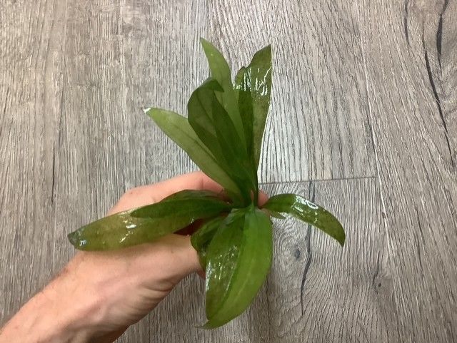 Echinodorus