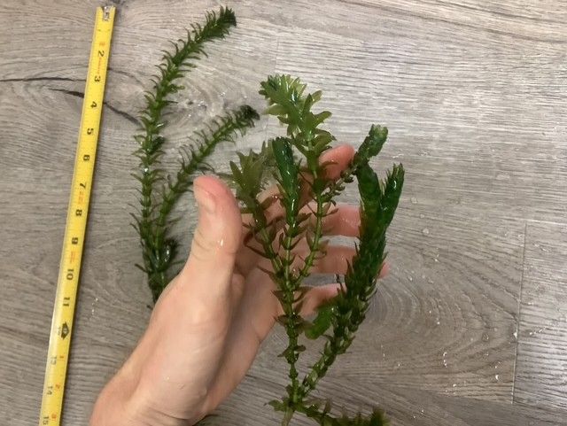 Elodea